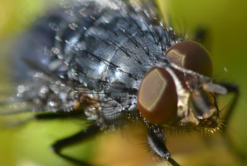 Calliphora vicina
